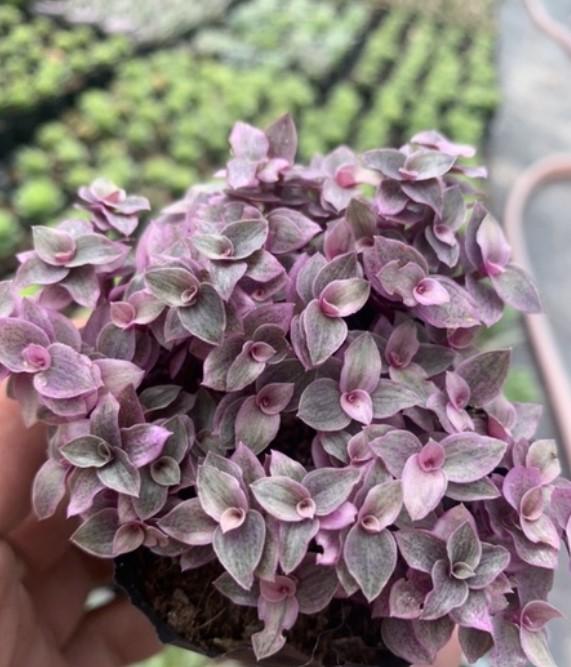 SEN ĐÁ PINK LADY - ĐÀ LẠT - LỖI 1 ĐỔI 1