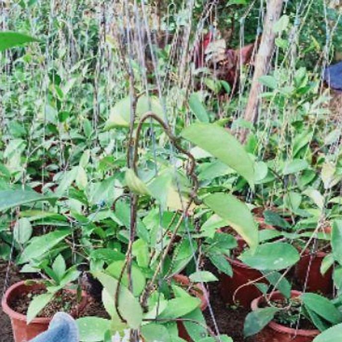 Cây Giống Lan Cẩm Cù Rất Dễ Sống Và Sai Hoa sp6