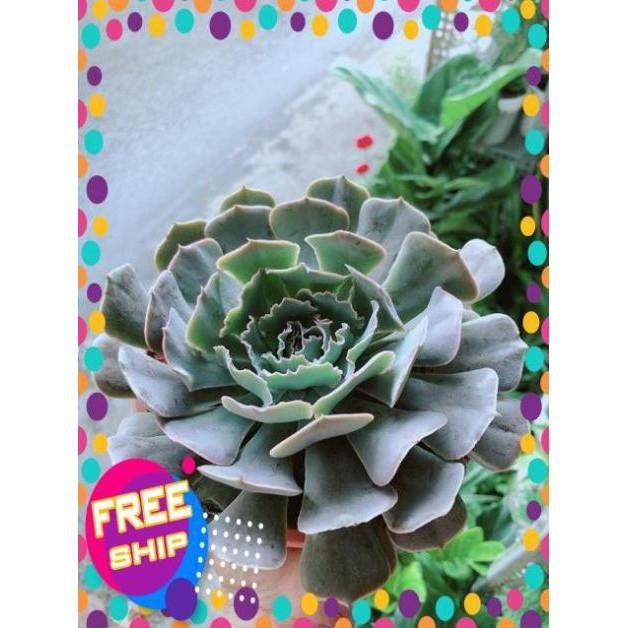 Sen Đá Size Đại