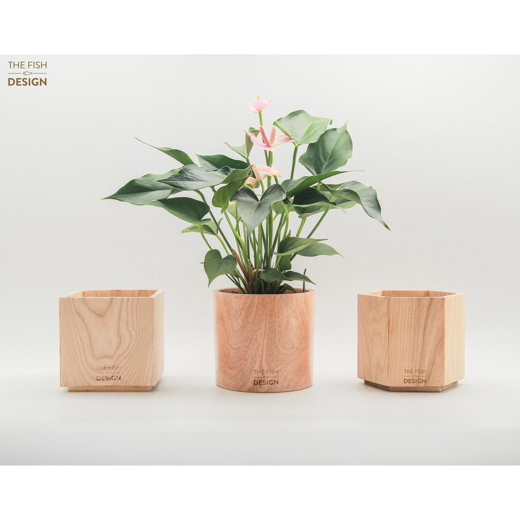 Chậu cây hồng môn | THE FISH SIZE L