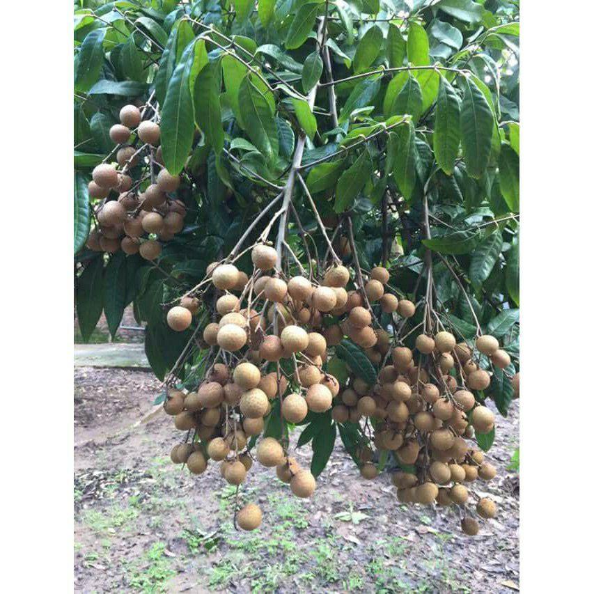 Cây giống Thanh nhãn siêu trái
