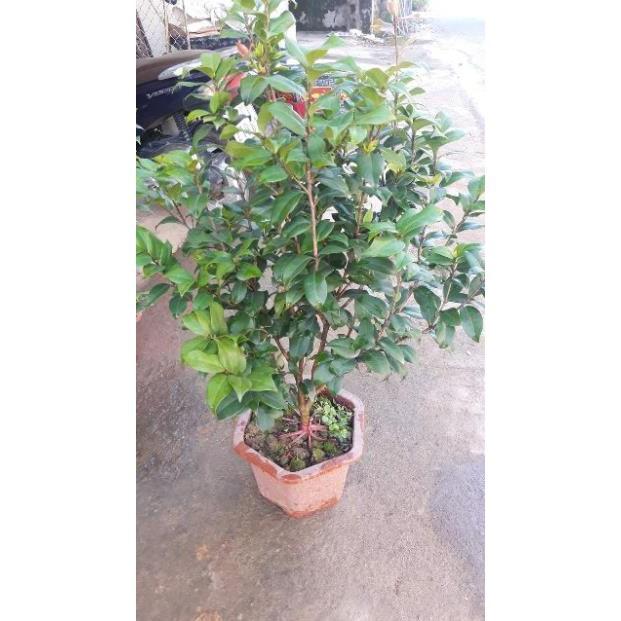 Trà hồng-trà bạch,trà cung đình nở hoa dịp Tết