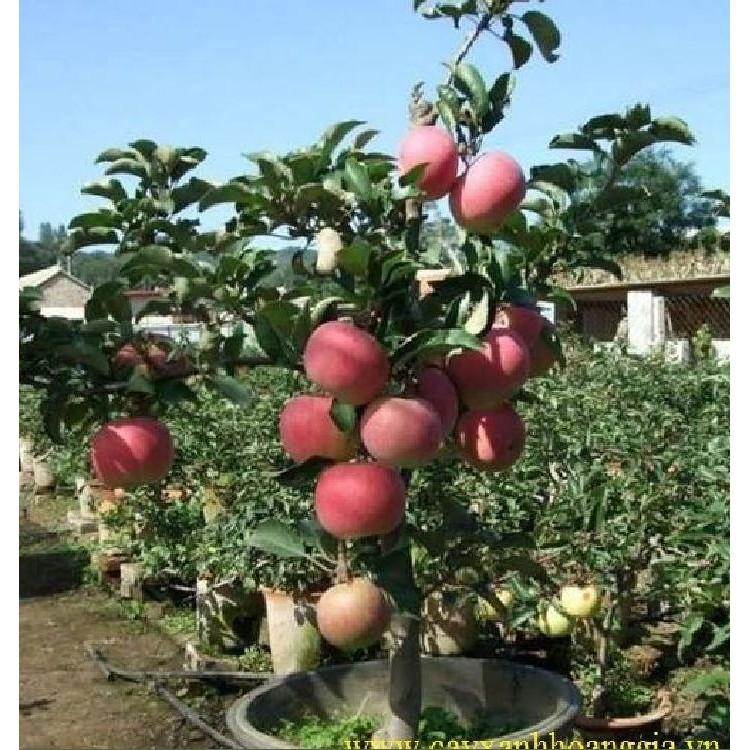 Hạt Giống Táo Lùn Đỏ - Táo Bonsai - 10 hạt/gói