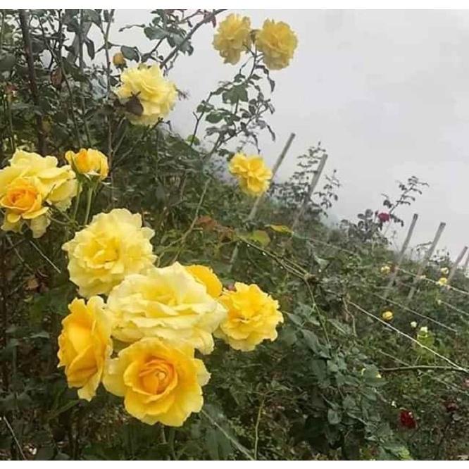Hoa Hồng leo cổ Sơn la vàng - bầu to lớn, cây trưởng thành trưởng thành