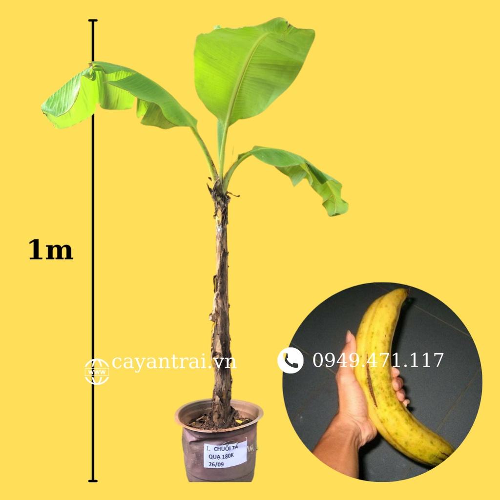 Cây giống chuối tá quạ cấy mô (có bảo hành)