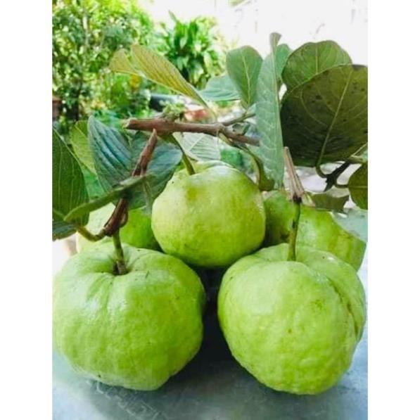 Cây Ổi Nữ Hoàng