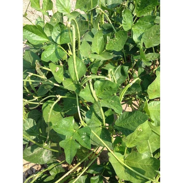 Hạt giống Đậu đũa bụi lùn , đóng gói 20gr
