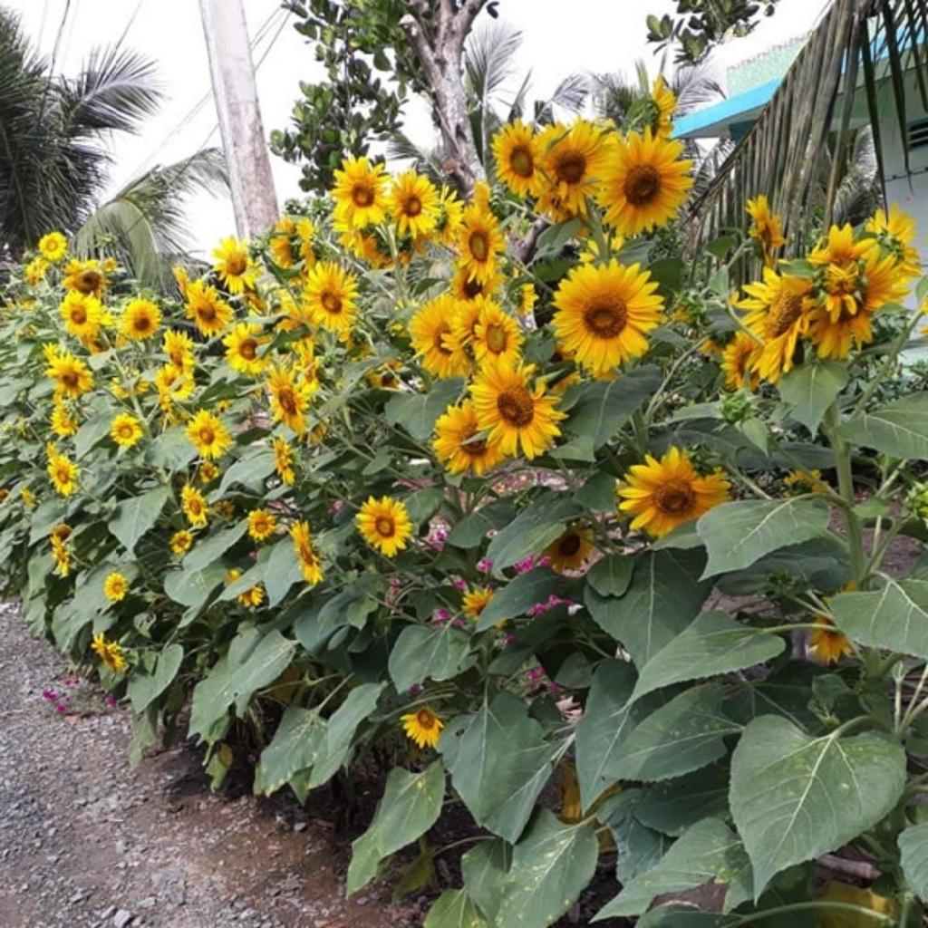 Hạt giống Hoa Hướng Dương Tháp siêu bông