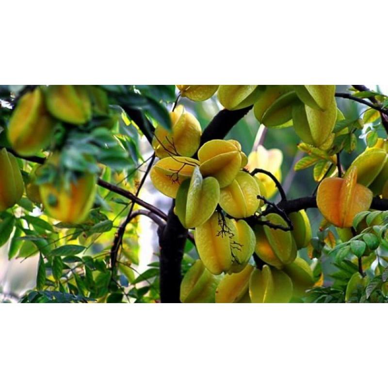 Cây giống Khế ngọt trồng chậu