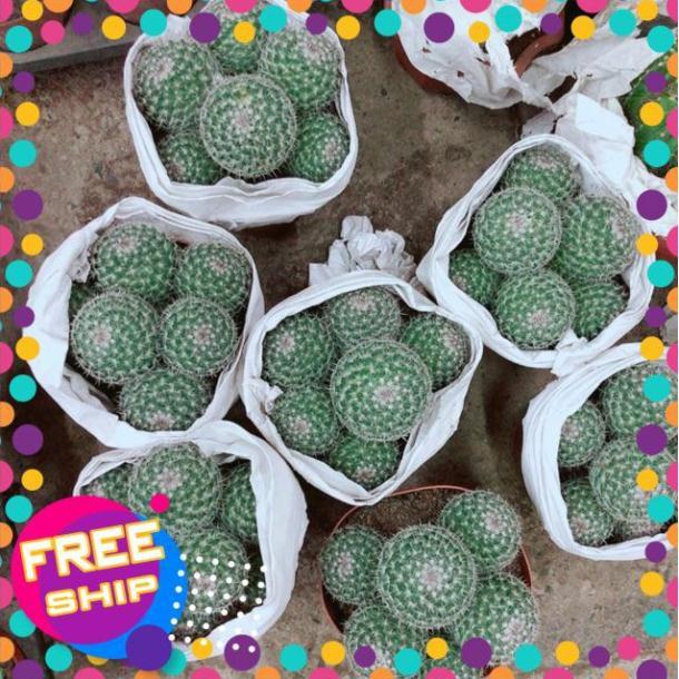 Bụi Xương Rồng Bánh Sinh Nhật