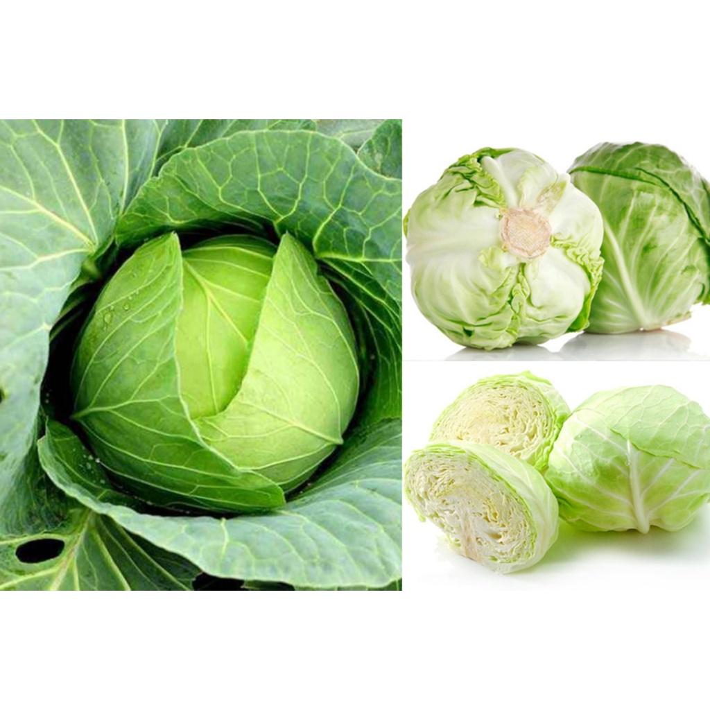 Hạt Giống Bắp Cải