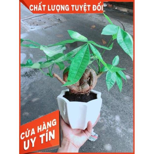 Chậu Kim Ngân Nơ