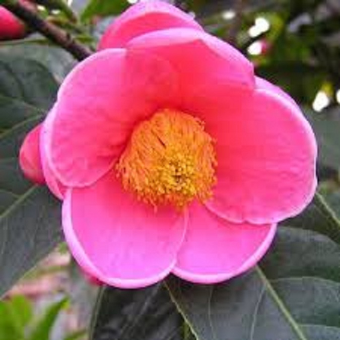 Hạt Giống Hoa Hải Đường màu hồng/gói 5 hạt