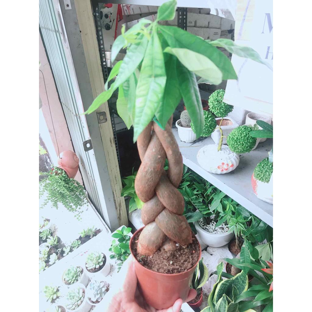 Kim ngân thắt bím 3 thân kèm chậu nhựa Bán Chạy