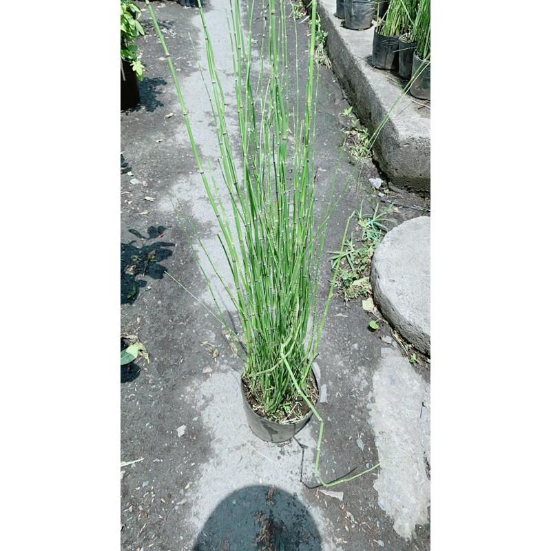 Cây Thuyền Trúc