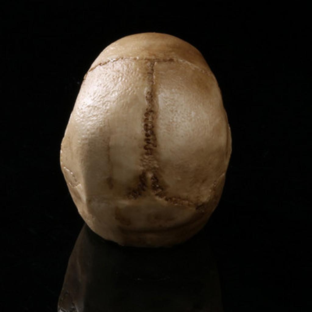 Đầu Lâu Giả Bằng Resin Dùng Trang Trí Halloween Độc Đáo
