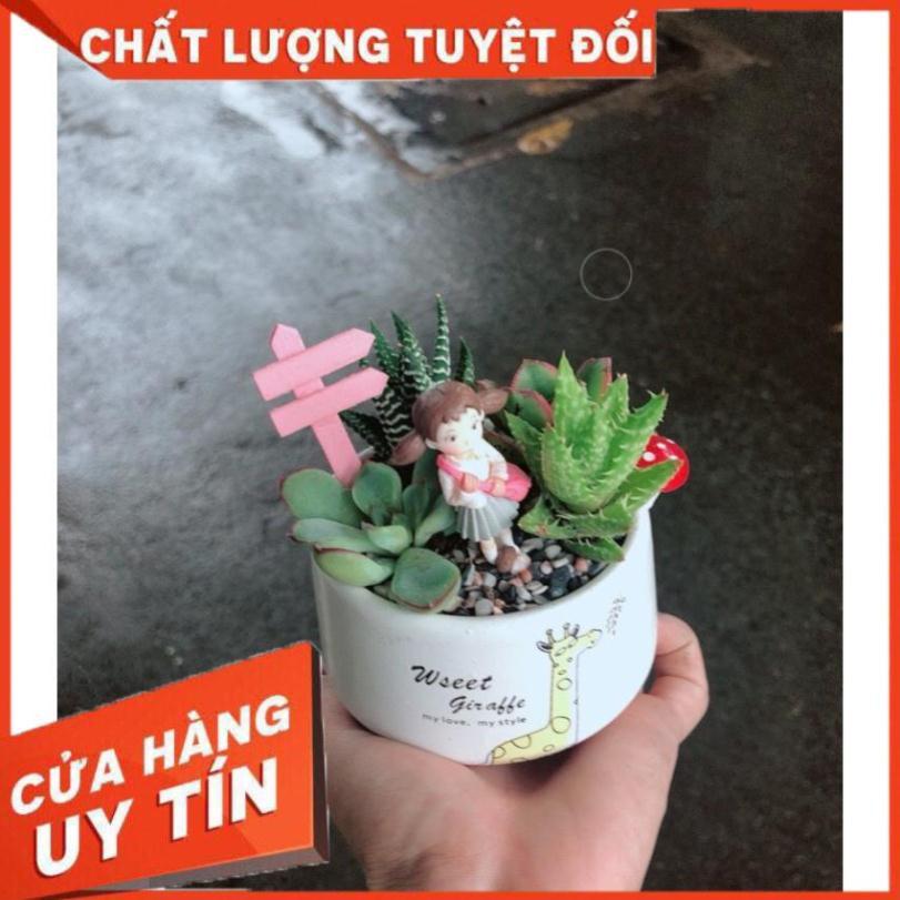 Chậu sen đá tiểu cảnh 13