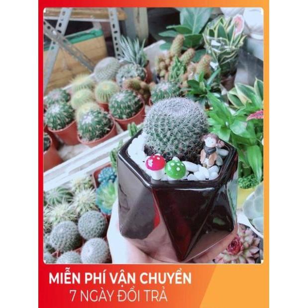 Chậu Xương Rồng