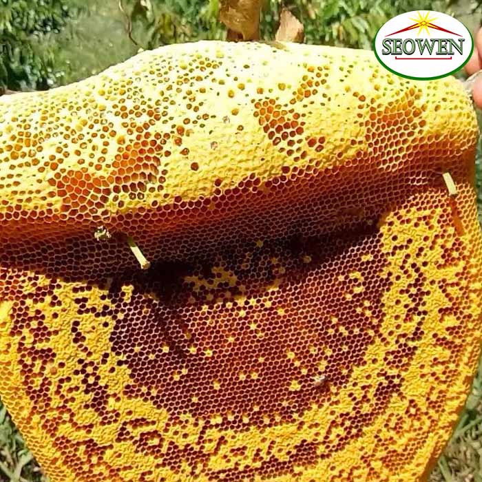 Viên Hà Thủ Ô Đỏ Mật Ong Rừng Phúc Khang 300g - Làm đen tóc ,giảm rụng tóc , kích thích mọc tóc .giúp ăn ngon , ngủ ngon , hũ thủy tinh cao cấp , vị ngọt , dễ uống - Hàng chính hãng