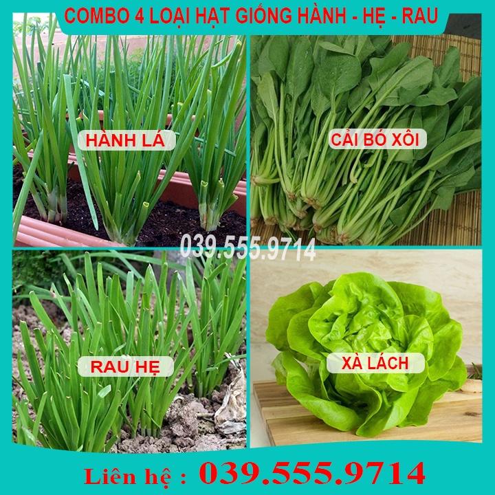 4 Loại Hạt Giống Cải Bó Xôi - Xà Lách Đăm - Hành - Hẹ