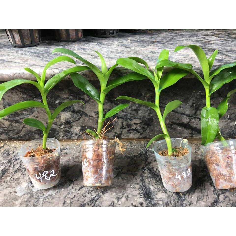 Hoa lan chớp mỹ lai cây cực đẹp