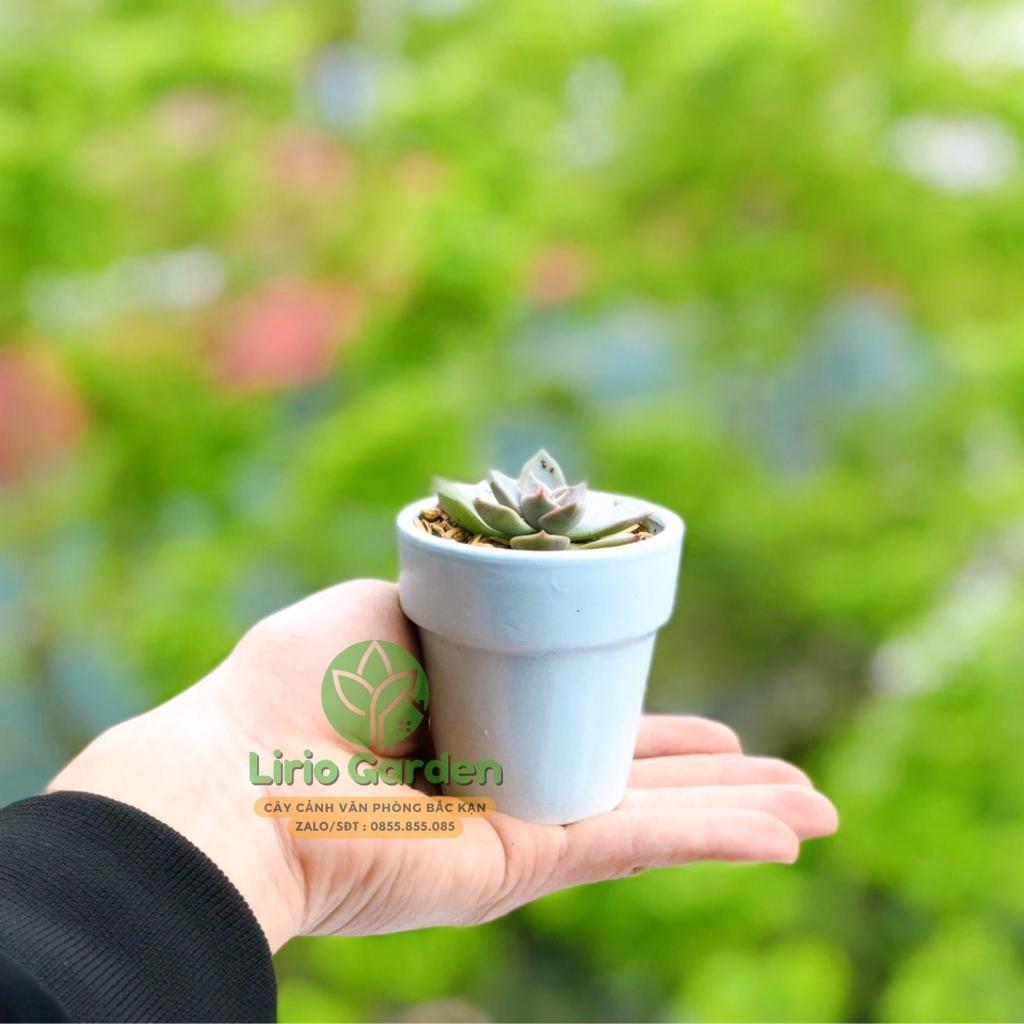 Chậu đất nung trồng sen đá xương rồng, chậu trồng sen đá trang trí nhà và bàn làm việc, văn phòng