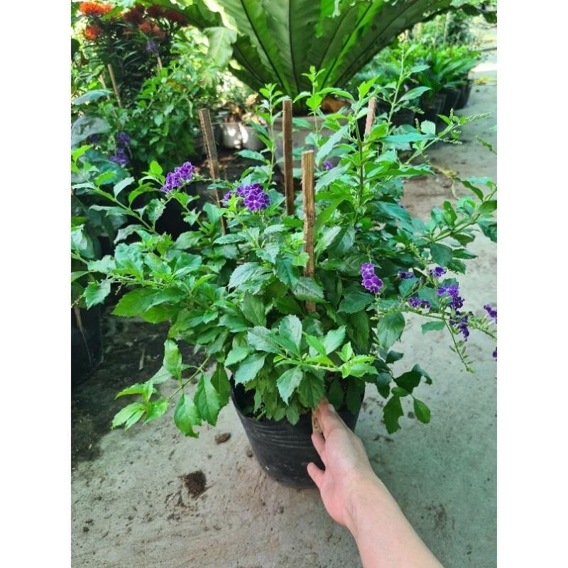 Cây chuỗi Ngọc tím