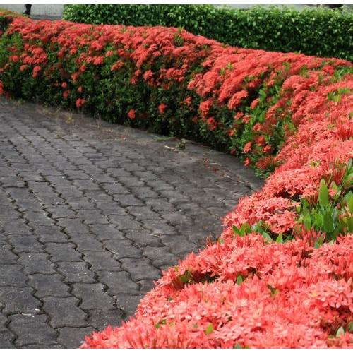 CÂY giống TRANG - HOA MẪU ĐƠN *