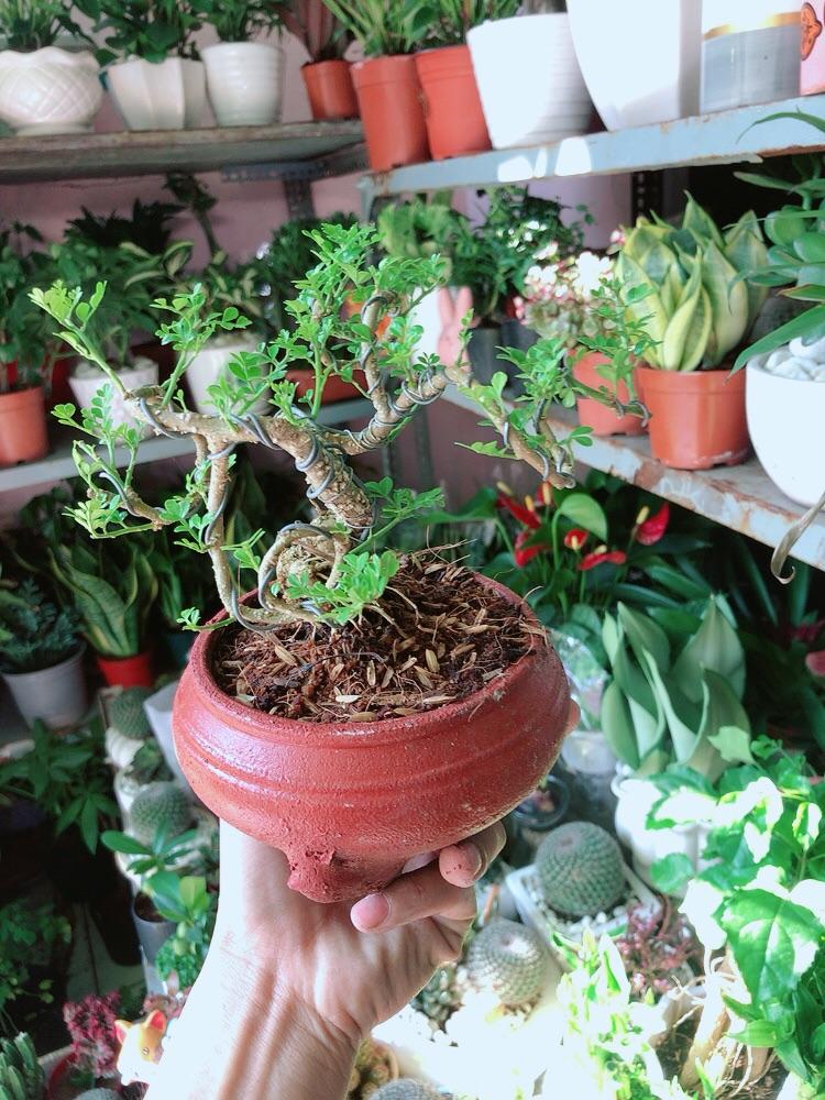 Chậu Cây Cần Thăng Bonsai