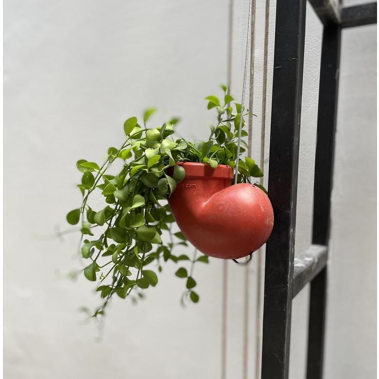 Cây Treo Lan Đô La trang trí ban công, sân vườn