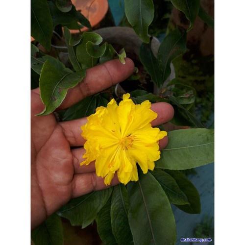 Mai Vàng Đại Lộc Bonsai 24 Cánh Đang Nụ