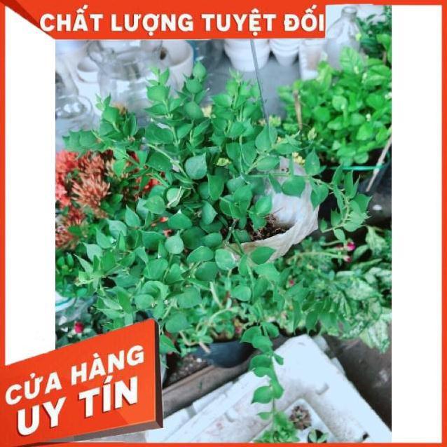 Chậu ốc cây lá tim treo