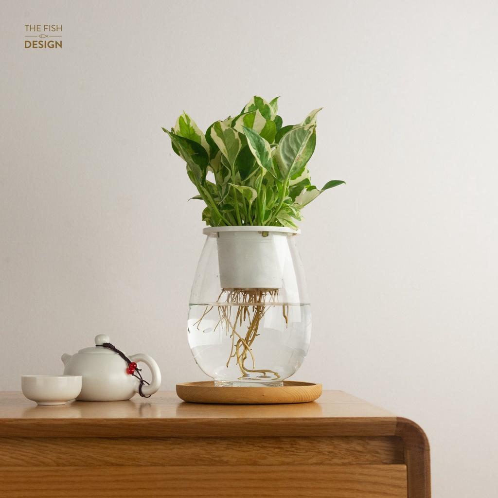 Bình cây trầu bà sữa thuỷ sinh | | THE FISH DESIGN