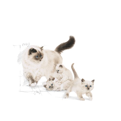 Royal Canin Hạt Mèo Mother & Baby Cat 2kg [