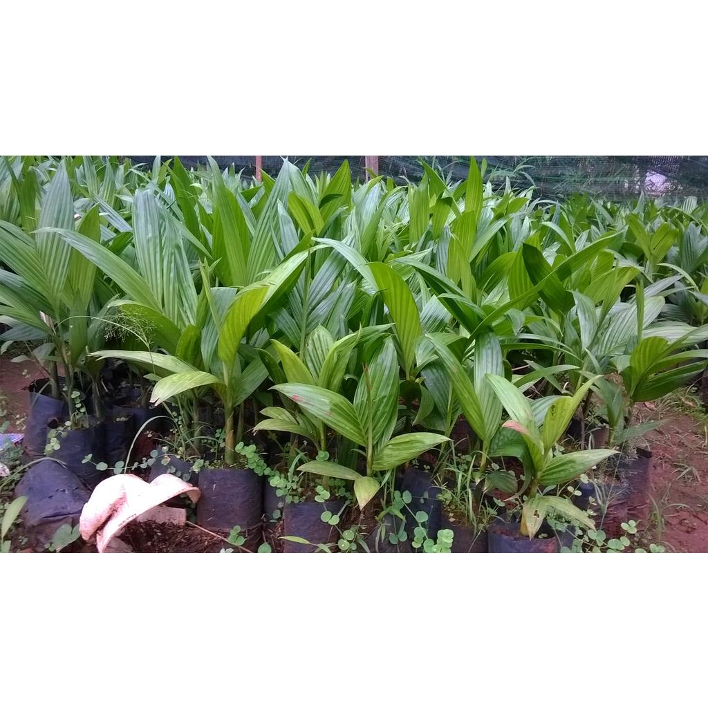 Combo 10 cây giống Cau cao.