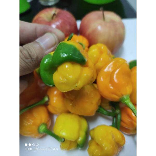 hạt ớt Moruga Scorpion Yellow