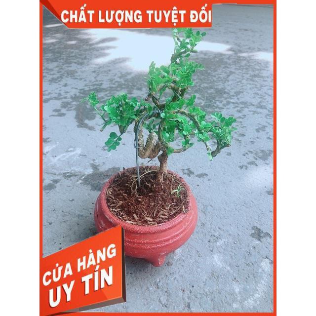 Chậu Cây Cần Thăng