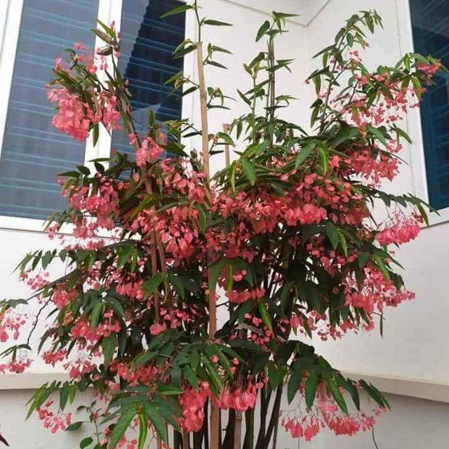 CHẬU CÂY TRÚC PHÁP - CÂY ĐANG HOA RẤT ĐẸP