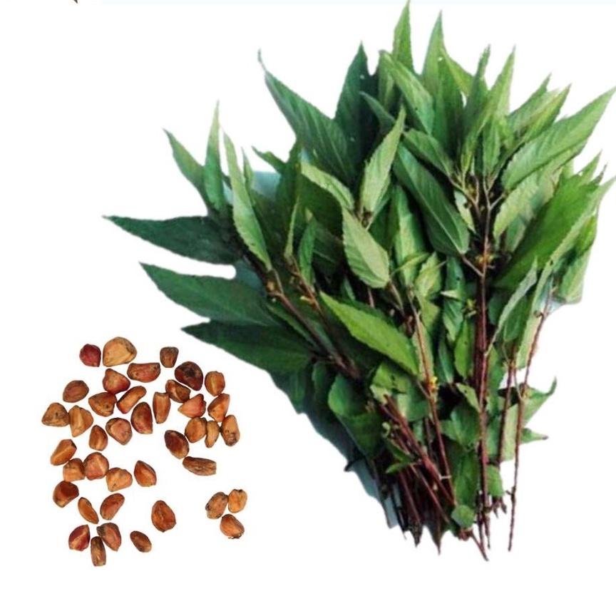 Hạt giống rau Đay Đỏ - Trồng quanh năm, không đắng
