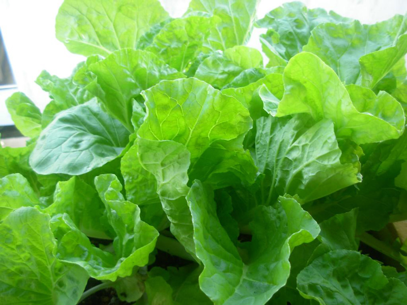 Hạt giống cải bẹ dúm 15 gram