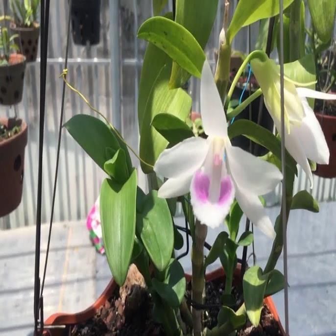 Sản Phẩm Hoa lan - 5CT mắt mờ hải dương