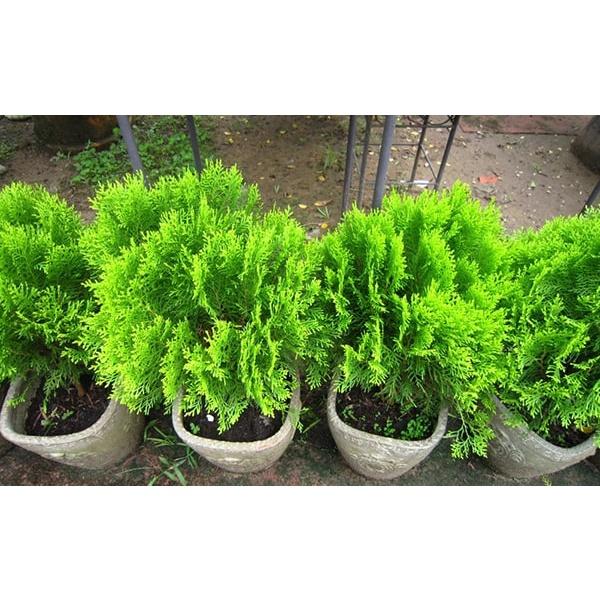 CÂY TRẮC BÁCH DIỆP