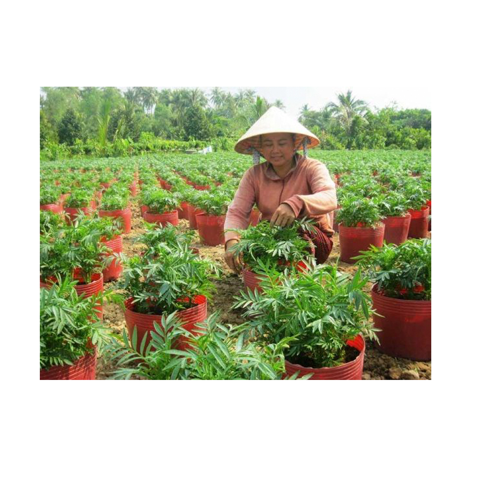 25 Chậu Nhựa Đỏ C11 Miệng,cao,đáy 27x22x22cm trồng cây ăn trái và hoa siêu bền-77702