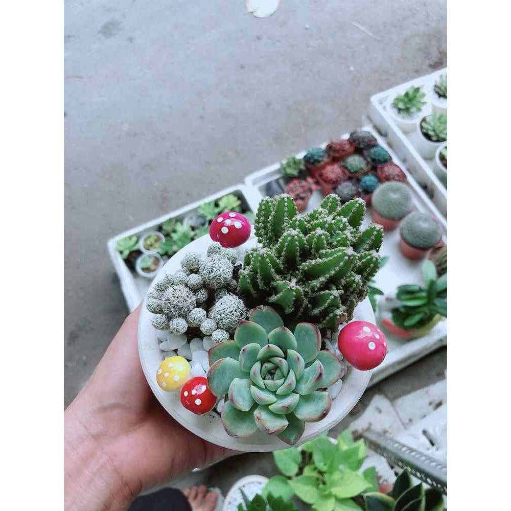 Chậu xương rồng đủ mẫu Bán Chạy