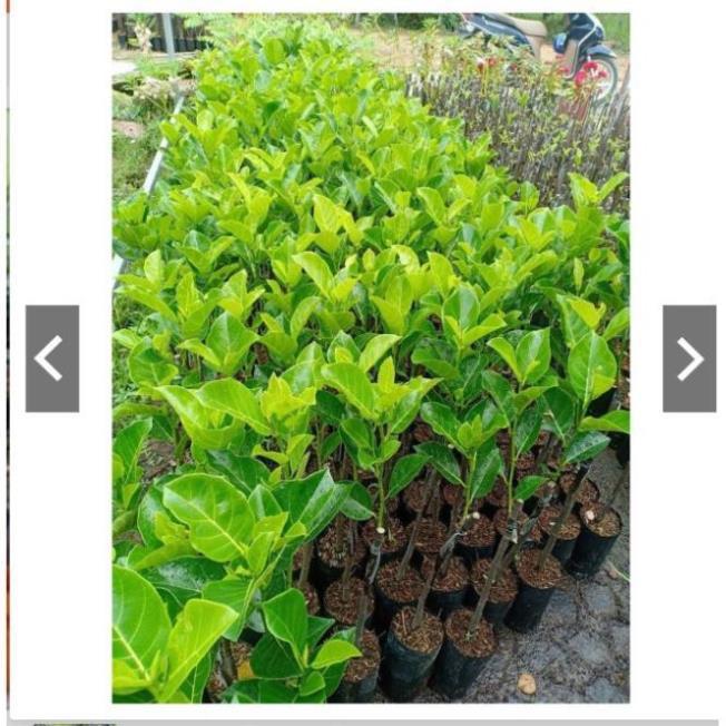 Sản phẩm Cây Ăn Trái cây giống mít thái ruột đỏ