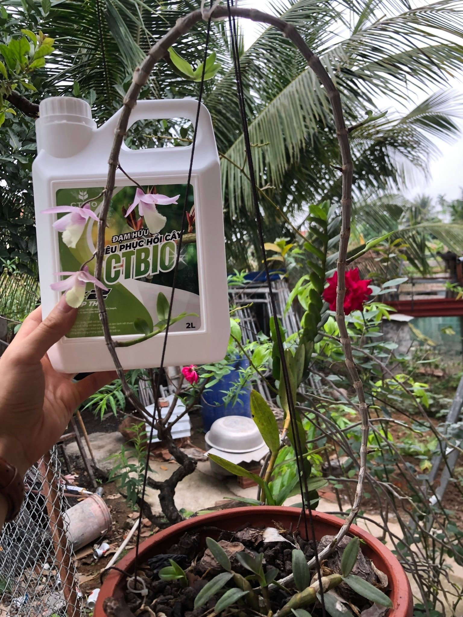 SIÊU PHỤC HỒI CÂY CTBIO - phân hữu cơ