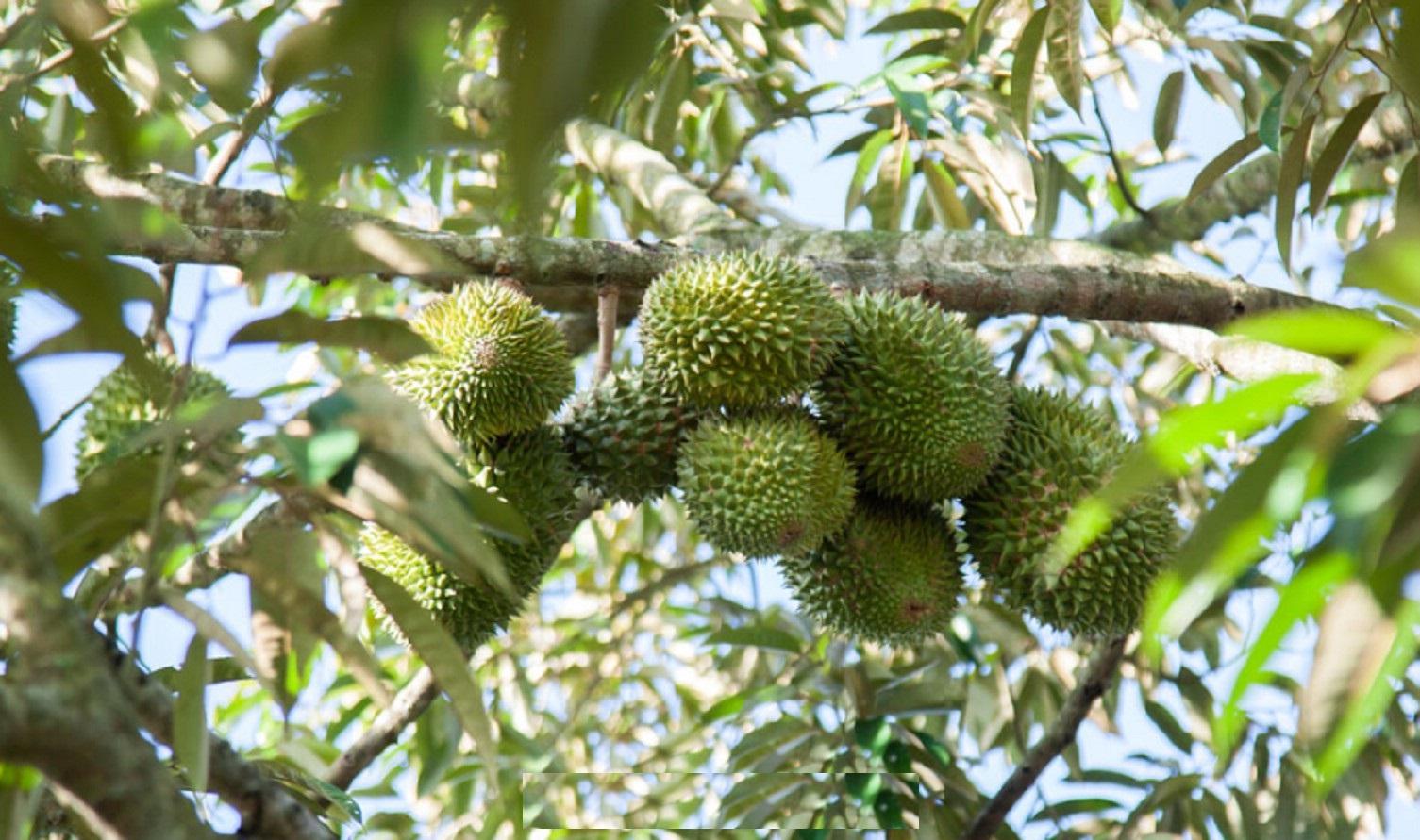 Cây SẦU RIÊNG MUSANG KING , cây sầu riêng musang king ghép gốc to cây lớn