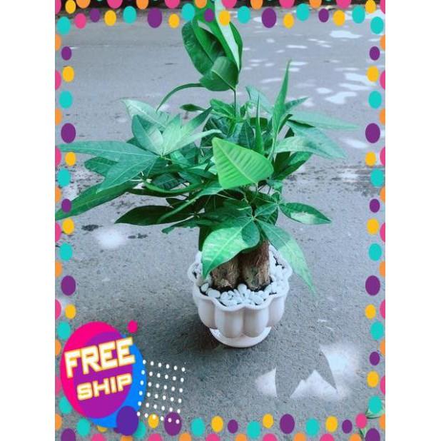Chậu Kim Ngân 3 Thân Size Lớn