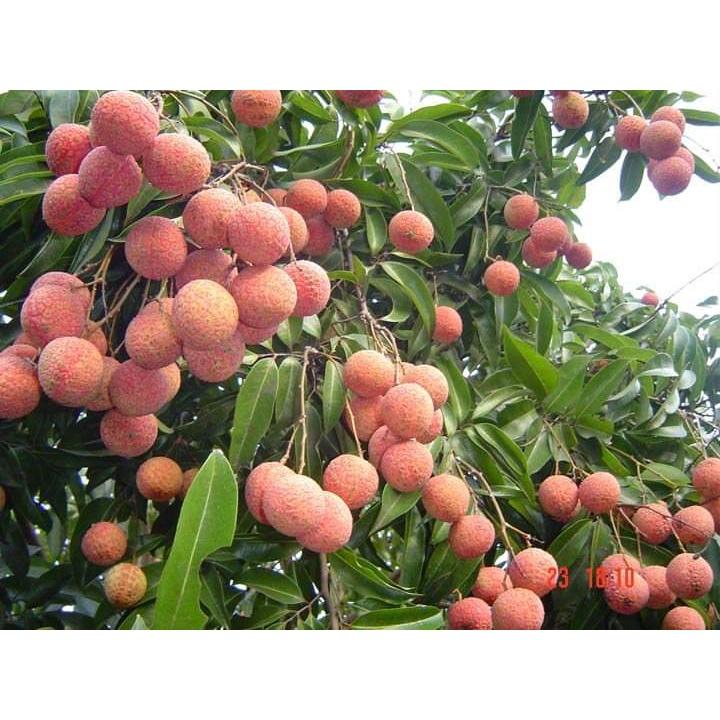 CÂY GIỐNG VẢI KHÔNG HẠT