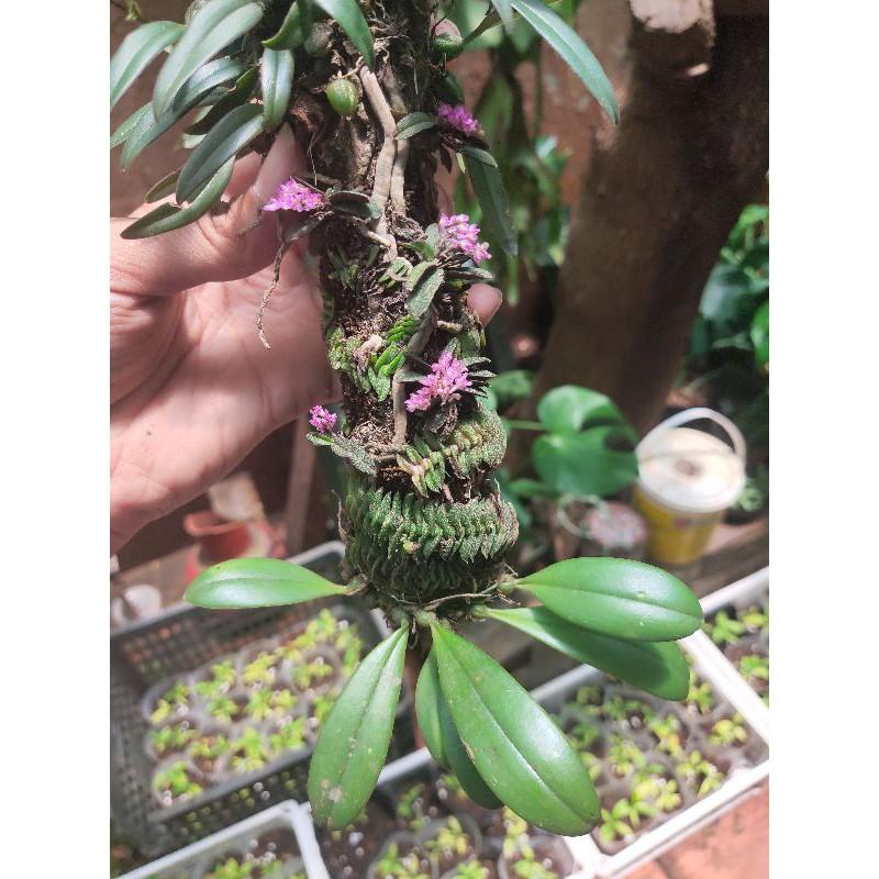 Trụ lan siêu mini chuyên trồng bán cạn